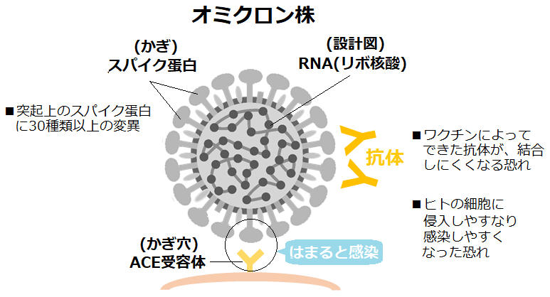 新型コロナウイルス変異株とは 日本医学臨床検査研究所