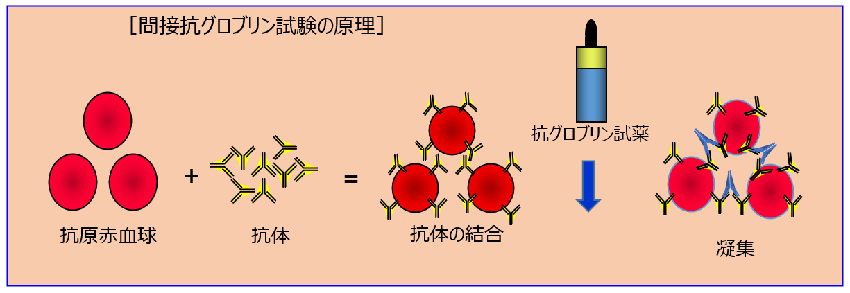 不規則抗体 日本医学臨床検査研究所